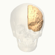 Anterior-cingulate-gyrus(前部帯状皮質).gif