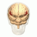 Inferior-frontal-gyrus(下前頭回）.gif