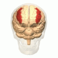 Middle-frontal-gyrus(中前頭回).gif