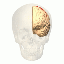 premotor-cortex(下前頭皮質).gif
